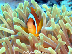Red sea anemone fish with magnificent anemone. Fuji f50&f... by Cigdem Cooper 